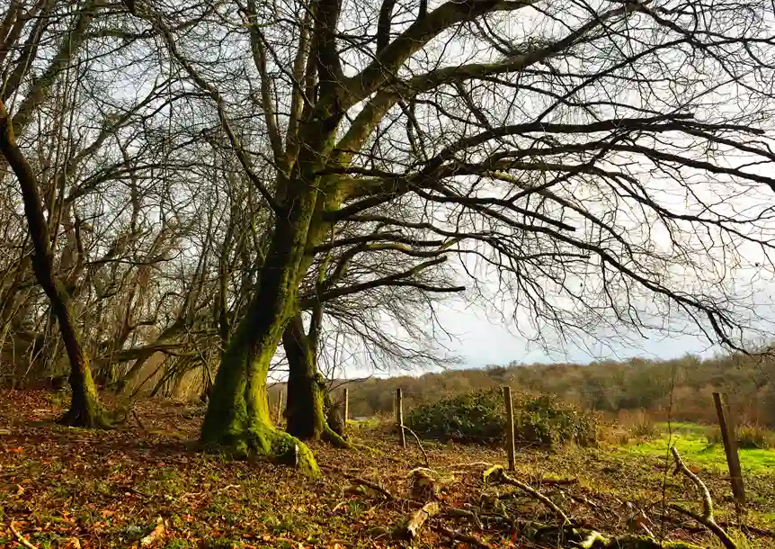 Carmel National Nature Reserve
