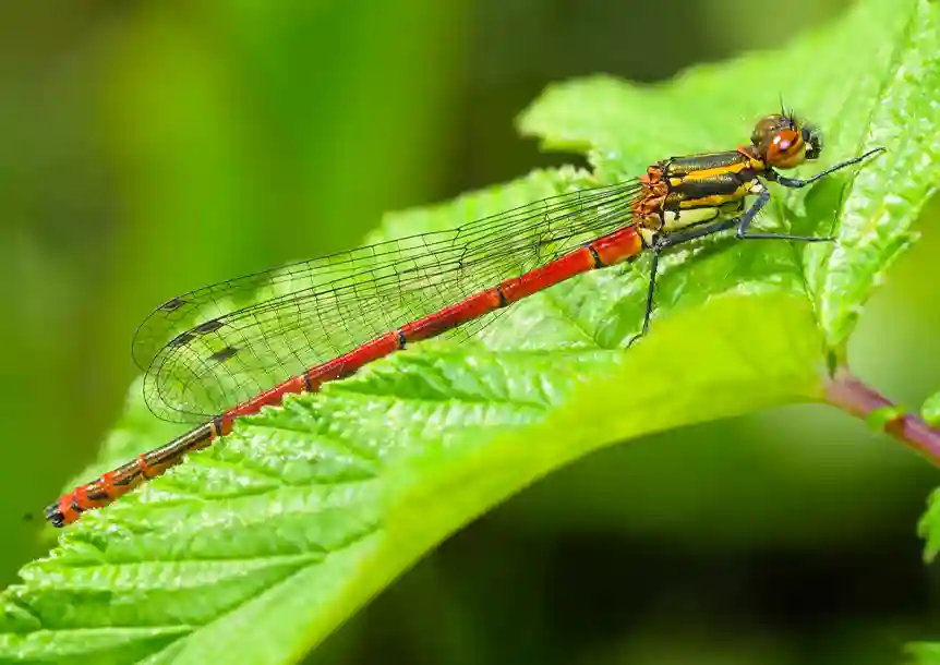 Large Red Damselfly