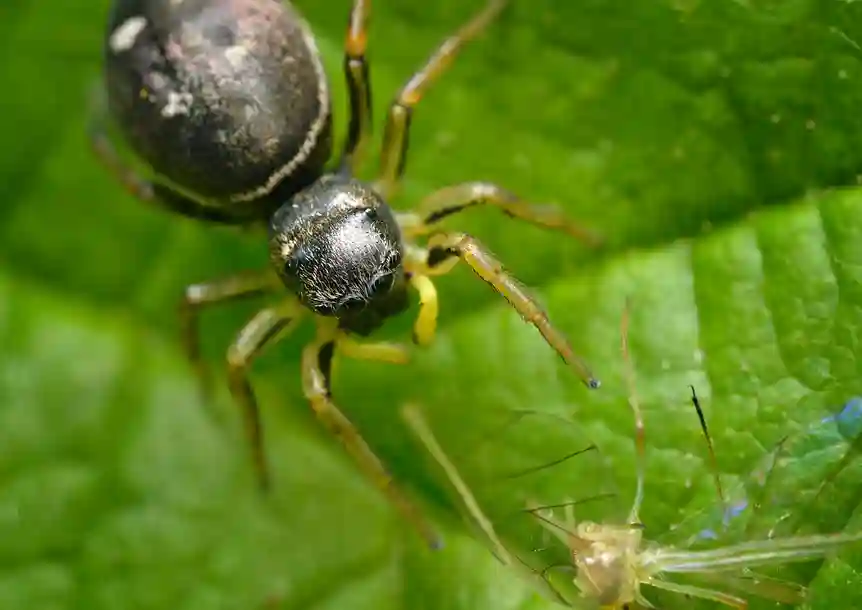 Jumping Spider