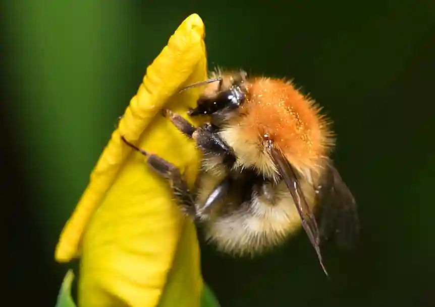 Yellow iris with bee