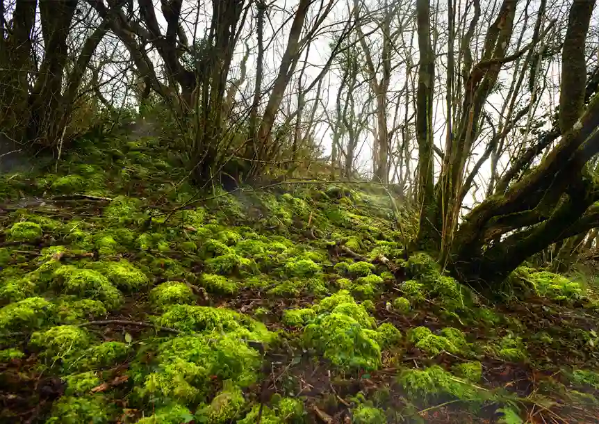 Carmel National Nature Reserve
