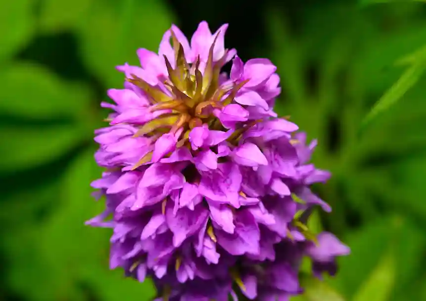 Southern Marsh-orchid