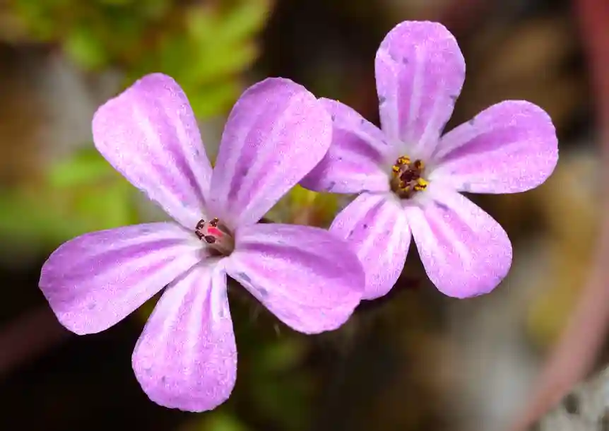 Herb Robert