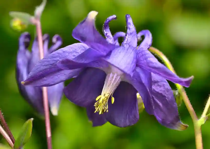 Columbine