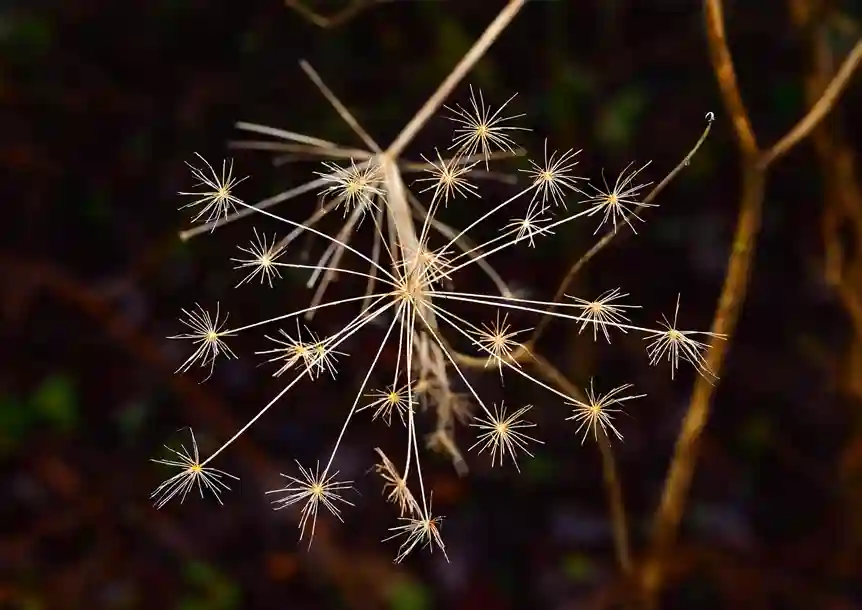 Carmel National Nature Reserve