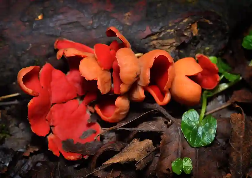 Scarlet Elfcup