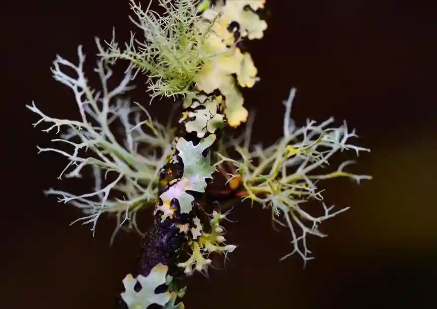 Carmel National Nature Reserve