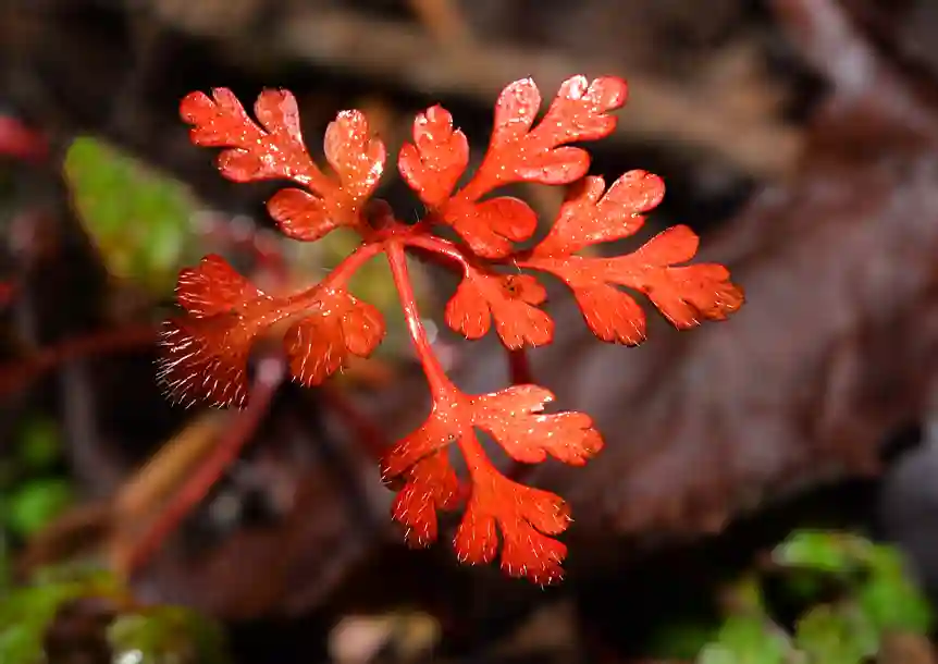 Carmel National Nature Reserve