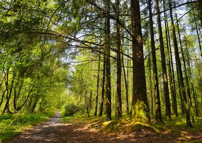 Mynydd Mawr Woodland Park