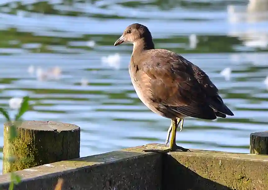 Fendrod Lake, Swansea