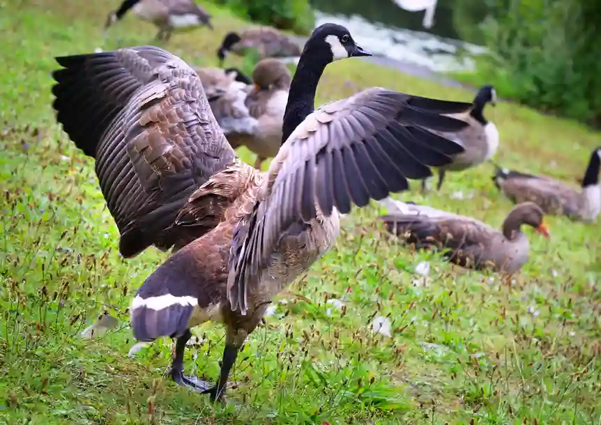 Fendrod Lake, Swansea