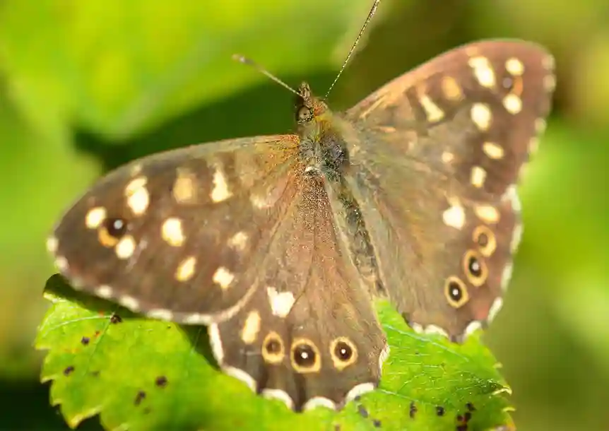 Glan yr afon Nature Reserve