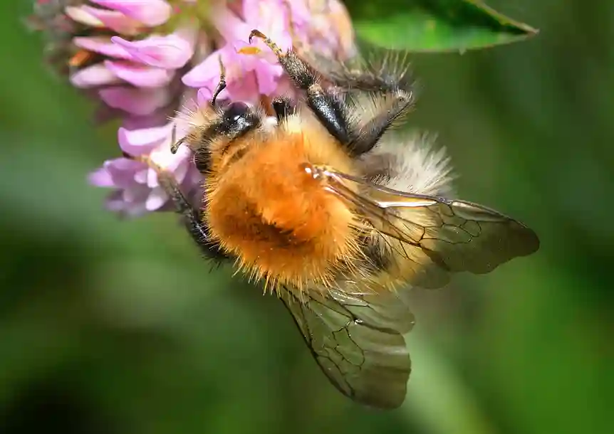 Llyn Llech Owain Country Park, Gorslas, Carmarthenshire