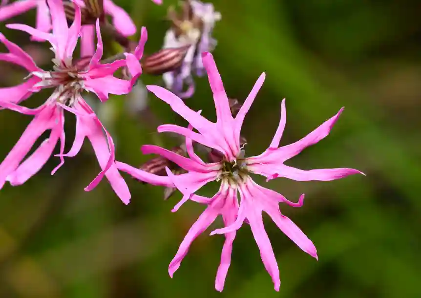 Llyn Llech Owain Country Park, Gorslas, Carmarthenshire