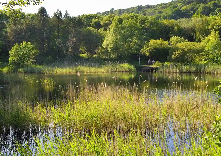 Pwll Pond