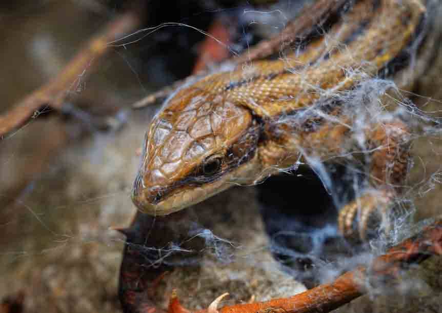 Common Lizard (Zootoca vivipara)