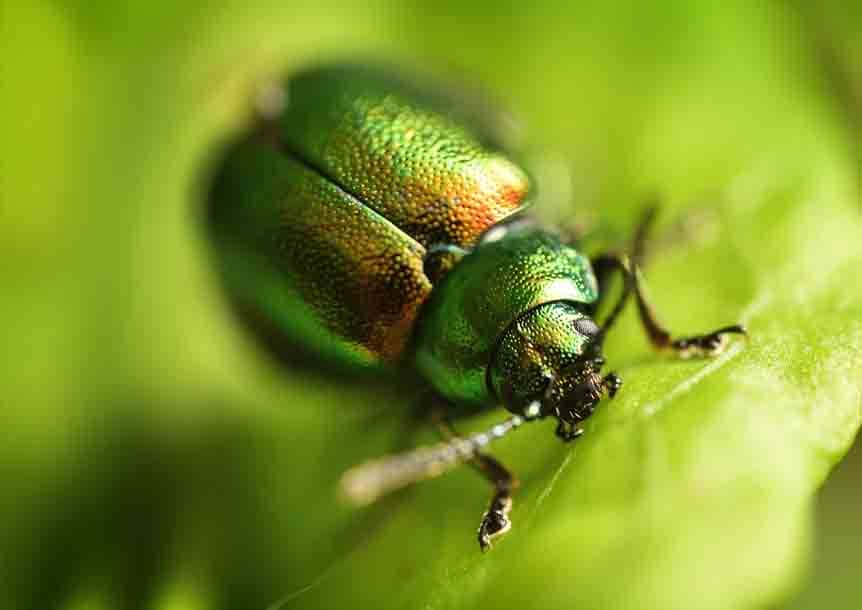 Tansy beetle (Chrysolina graminis)
