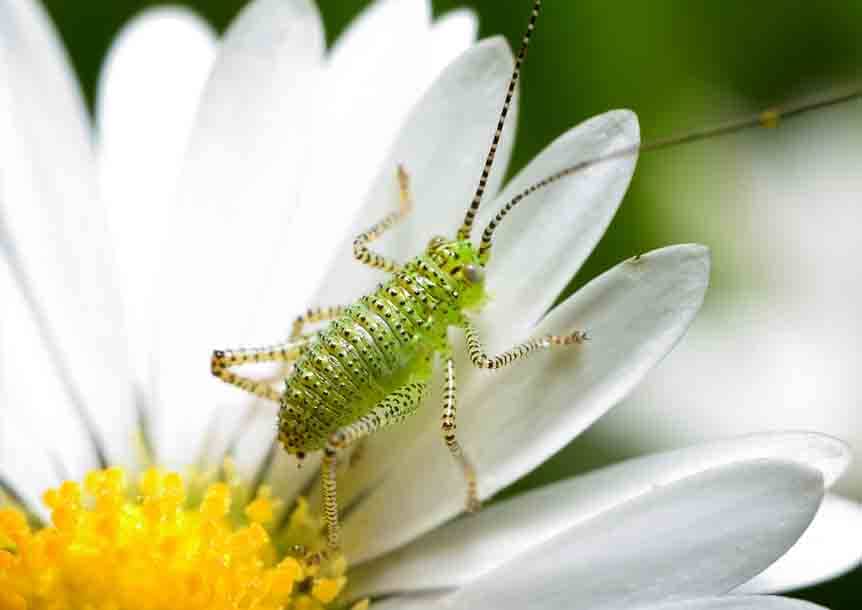 Speckled Bush Cricket, Nymph (Leptophyes punctatissima)