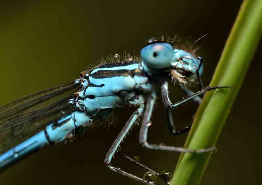 Damselfly (Ischnura heterosticta)