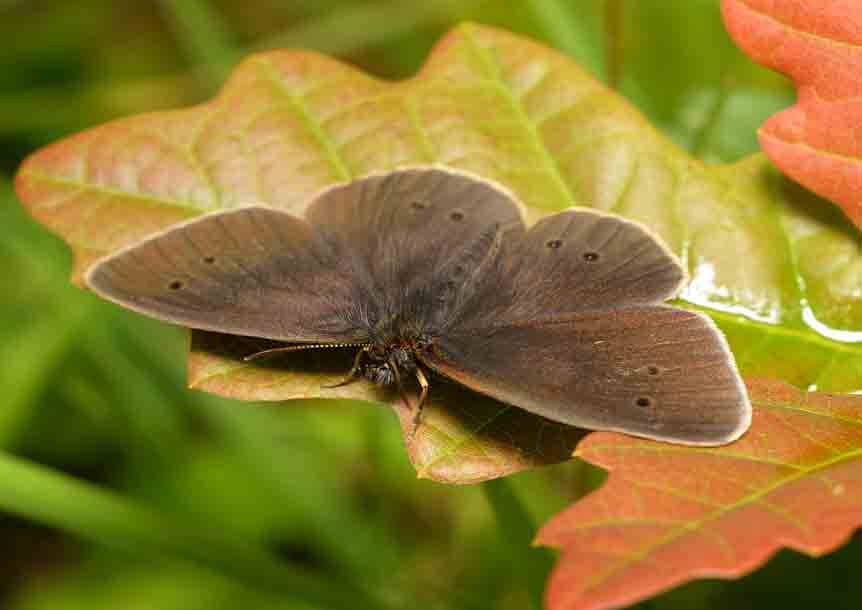 Ringlet butterfly (Aphantopus hyperantus)