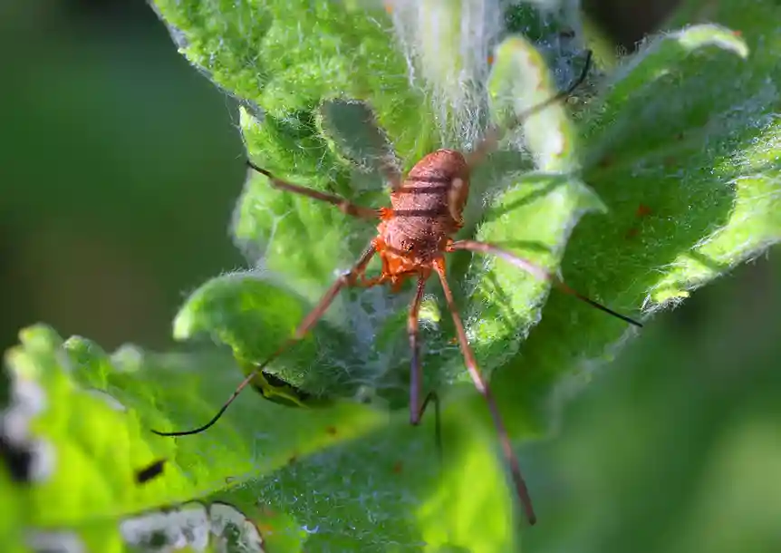 Mynydd Mawr Woodland Park, Carmarthenshire
