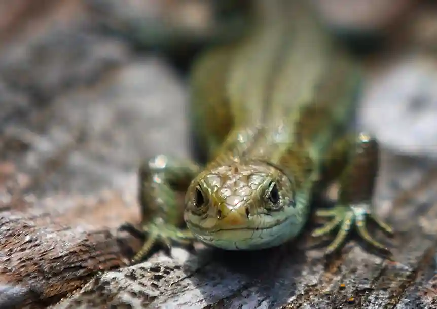Pembrey Peninsula, Carmarthenshire