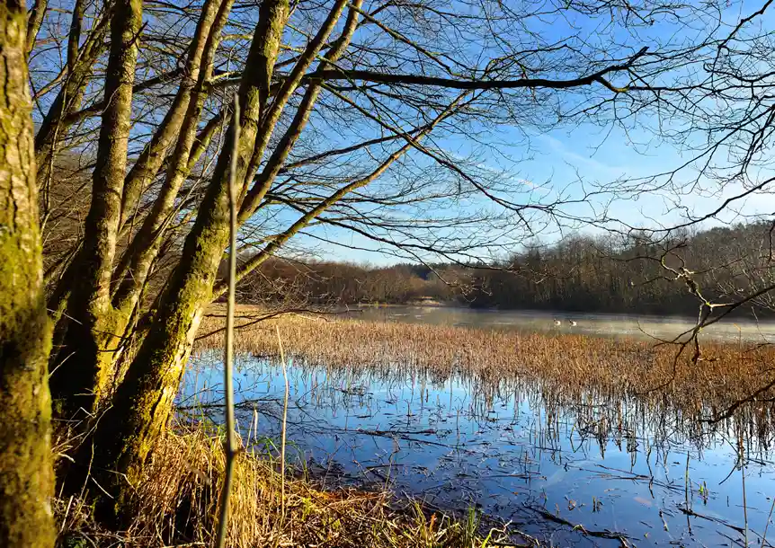 Penllergare Valley Woodland