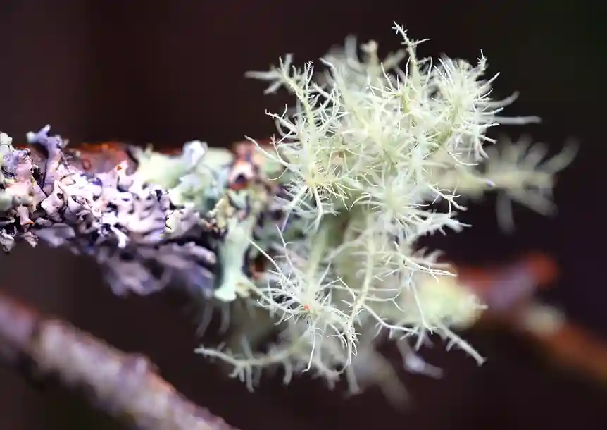 Penllergare Valley Woodland