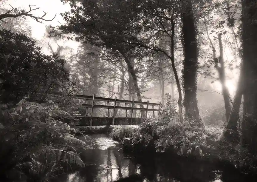 Penllergare Valley Woodland