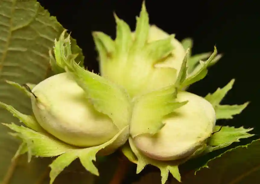 Swiss Valley, Carmarthenshire