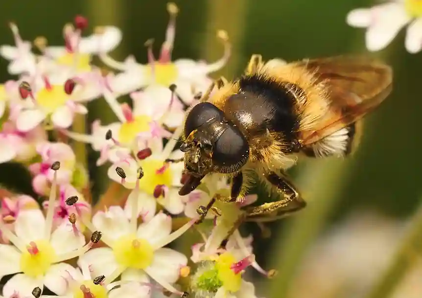Swiss Valley, Carmarthenshire
