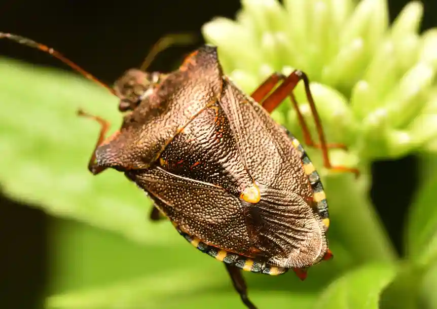 Swiss Valley, Carmarthenshire