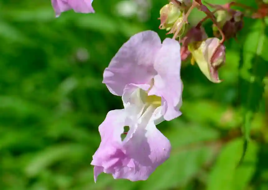 Swiss Valley, Carmarthenshire