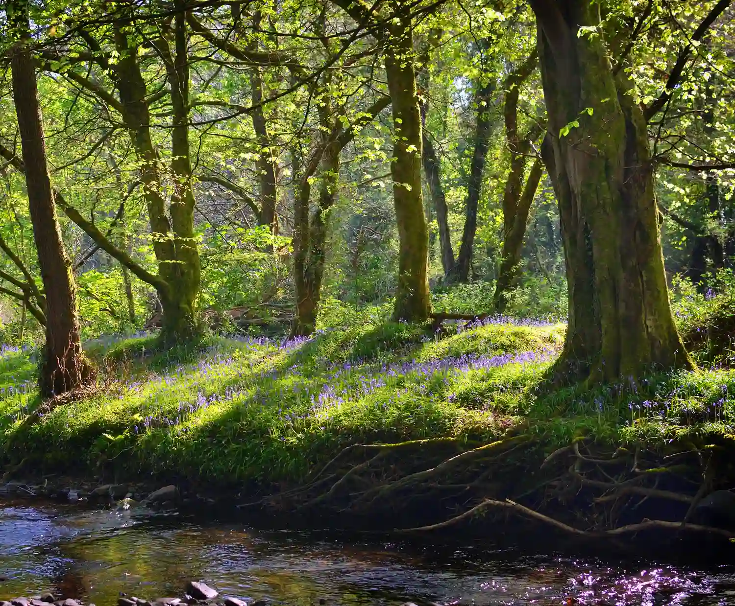 Troserch Woodland Walk, Llangennech, Carmarthenshire