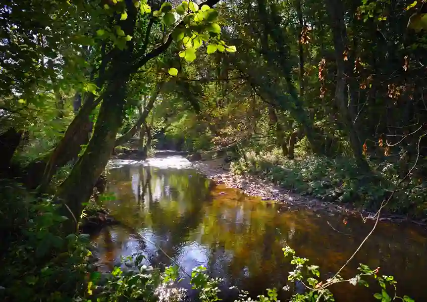 Troserch Woodland Walk, Llangennech, Carmarthenshire