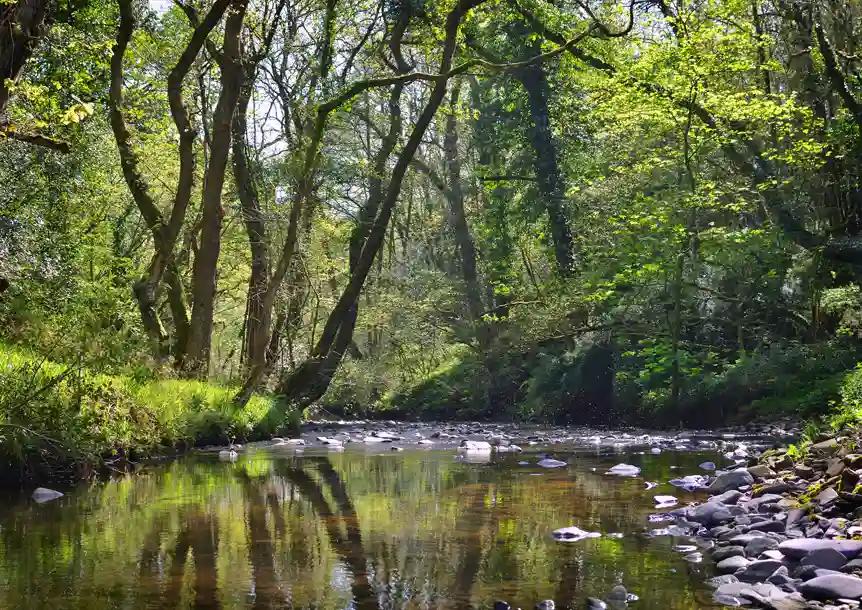 Troserch Woodland Walk, Llangennech, Carmarthenshire