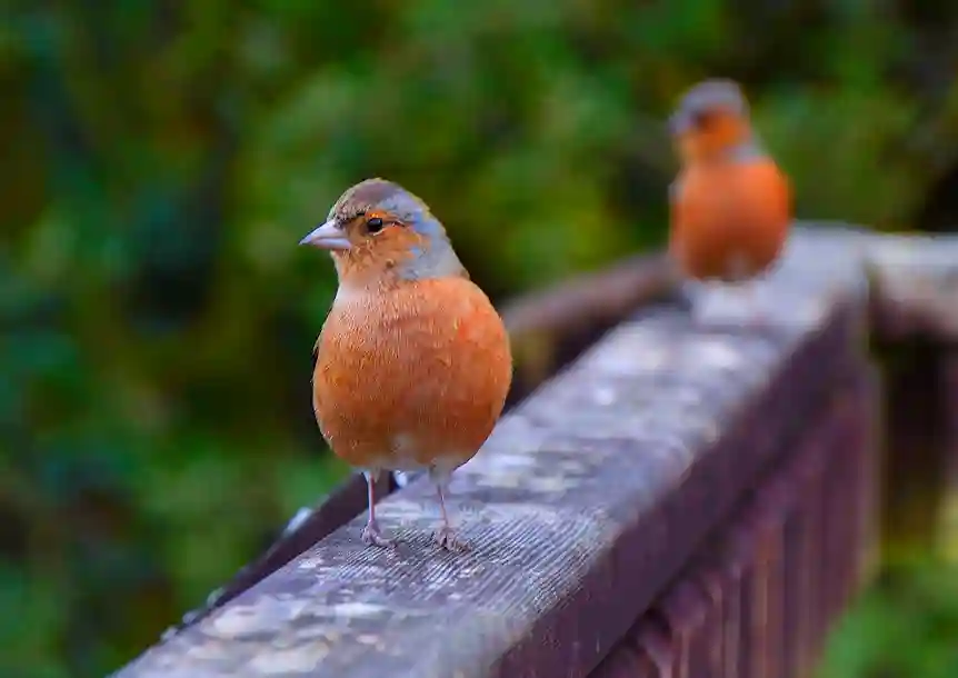 Gelli Aur Country Park