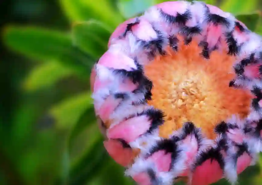 The National Botanic Garden of Wales